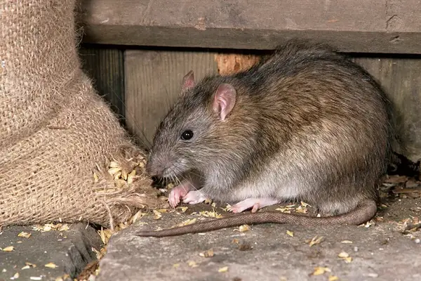 Takarmányt rágcsáló patkány